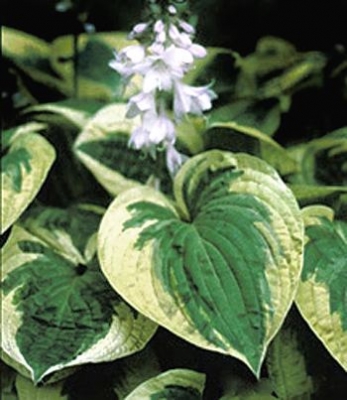 Hosta brim cup